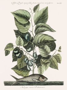 Mark Catesby - Pilchard | Марк Кейтсби