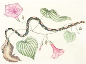 Mark Catesby | Марк Кейтсби Mark Catesby | Марк Кейтсби