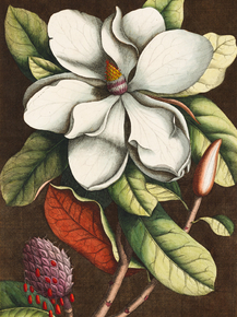 Mark Catesby | Марк Кейтсби