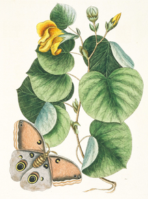 Mark Catesby | Марк Кейтсби