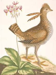 Mark Catesby | Марк Кейтсби
