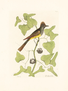Mark Catesby | Марк Кейтсби