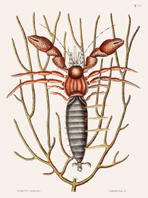 Mark Catesby - Sea Hermit Crab | Марк Кейтсби