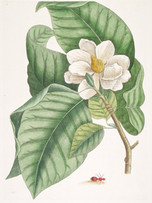Mark Catesby - Small White Magnolia | Марк Кейтсби