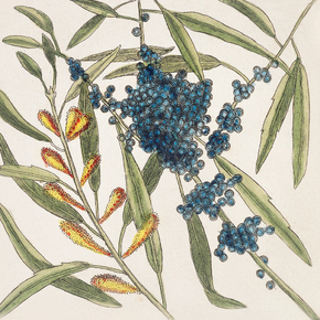 Mark Catesby - Sorrel Tree | Марк Кейтсби