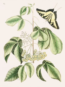 Mark Catesby - Swallowtail | Марк Кейтсби