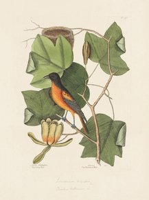 Mark Catesby - The Baltimore Bird | Марк Кейтсби