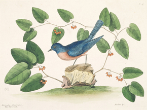 Mark Catesby - The Blew-Bird | Марк Кейтсби
