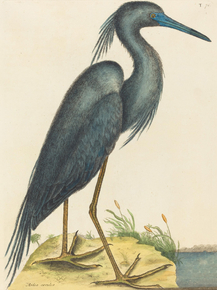 Mark Catesby - The Blue Heron | Марк Кейтсби