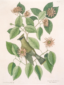 Mark Catesby - The Chatterer | Марк Кейтсби Mark Catesby - The Chatterer | Марк Кейтсби