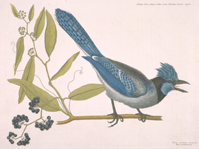 Mark Catesby - The Crested Jay | Марк Кейтсби