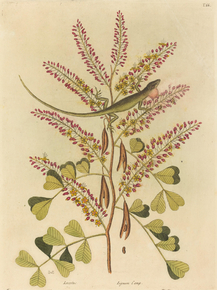 Mark Catesby - The Green Lizard of Jamaica | Марк Кейтсби