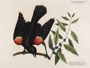 Mark Catesby - The red Wing'd Starling | Марк Кейтсби
