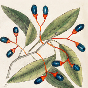 Mark Catesby - Tupelo Tree | Марк Кейтсби