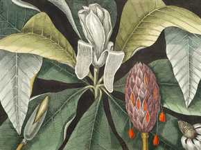 Mark Catesby - Umbrella Tree | Марк Кейтсби