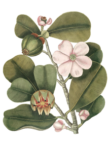 Mark Catesby - Vintage balsam tree | Марк Кейтсби