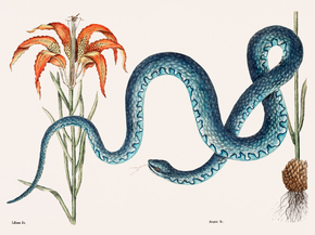 Mark Catesby - Wampum Snake | Марк Кейтсби