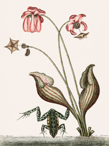 Mark Catesby - Water Frog | Марк Кейтсби