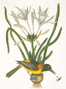 Mark Catesby - Yellow and Black Pye | Марк Кейтсби