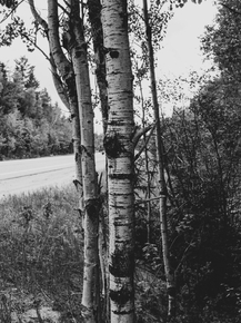 Березы