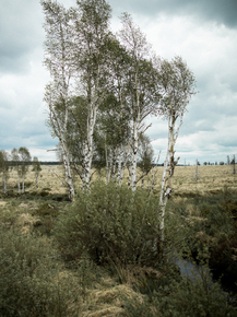 Березы