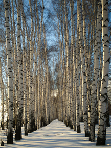 Березы