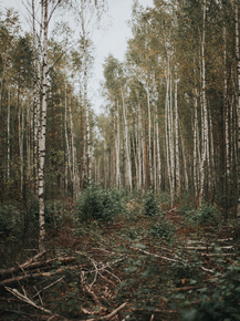 Березы