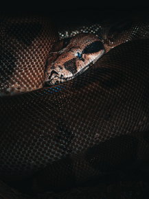 Змеи