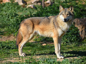 Волк