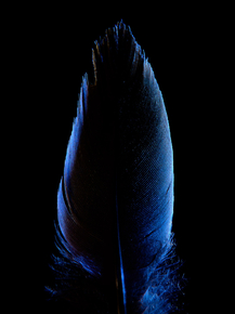 Перо