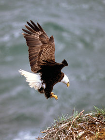 Орёл