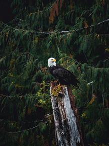 Орёл