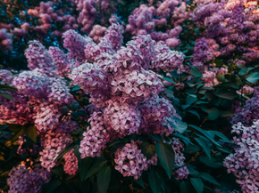 Сирень