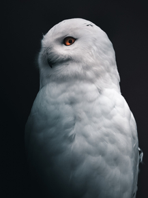 Сова