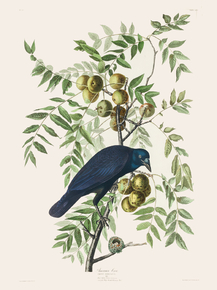 John James Audubon - American Crow | Джон Джеймс Одюбон