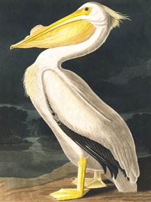 John James Audubon - American White Pelican | Джон Джеймс Одюбон
