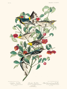 John James Audubon - Audubon's Warbler | Джон Джеймс Одюбон