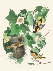 John James Audubon - Baltimore Oriole | Джон Джеймс Одюбон
