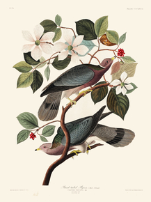 John James Audubon - Band-tailed Pigeon | Джон Джеймс Одюбон John James Audubon - Band-tailed Pigeon | Джон Джеймс Одюбон