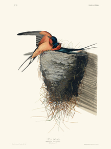 John James Audubon - Barn Swallow | Джон Джеймс Одюбон