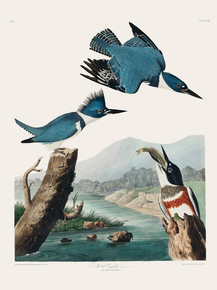 John James Audubon - Belted Kingfisher | Джон Джеймс Одюбон