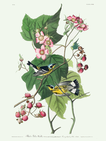 John James Audubon - Black & Yellow Warblers | Джон Джеймс Одюбон John James Audubon - Black & Yellow Warblers | Джон Джеймс Одюбон