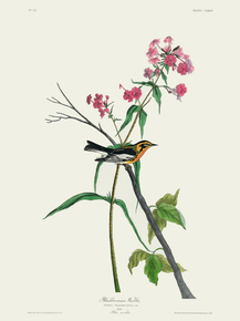 John James Audubon - Blackburnian Warbler | Джон Джеймс Одюбон