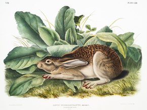 John James Audubon - Black-tailed Hare | Джон Джеймс Одюбон