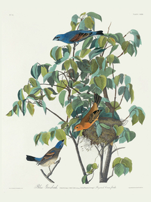 John James Audubon - Blue Grosbeak | Джон Джеймс Одюбон