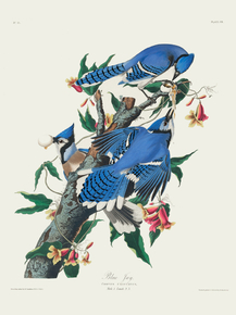 John James Audubon - Blue Jay | Джон Джеймс Одюбон