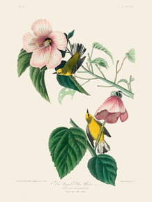 John James Audubon - Blue-winged Yellow Warbler | Джон Джеймс Одюбон