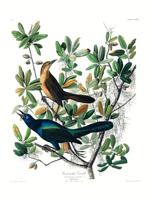 John James Audubon - Boat-tailed Grackle | Джон Джеймс Одюбон