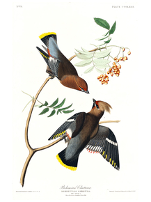 John James Audubon - Bohemian Chatterer | Джон Джеймс Одюбон