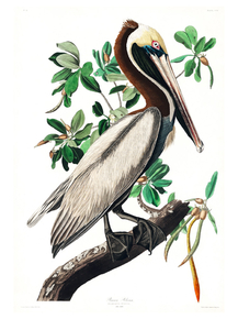 John James Audubon - Brown Pelican | Джон Джеймс Одюбон